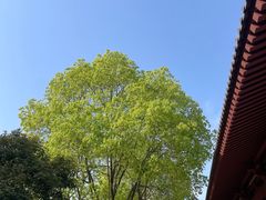 -西安大兴善寺