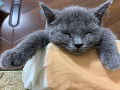 -lincat·猫舍(广州店)