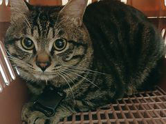 -瑞派康怡24h宠物医院·犬猫医疗中心·微创绝育(瑞景分院)