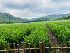 -中国茶叶博物馆(双峰馆区)
