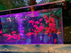 -北国之春国宴(乌兰察布店)