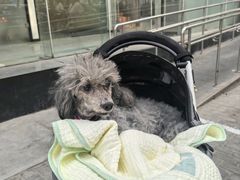 -美联众合动物医院·24h转诊中心