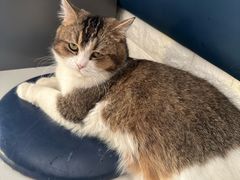 -平行世界·猫咖(首经贸店)