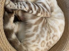 -猫小主咖啡·猫咖cat cafe(福田店)