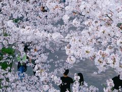 -高东镇樱花园