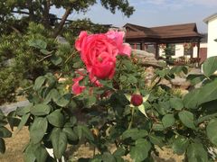 -呼吸森林·生态农庄农家乐私房菜