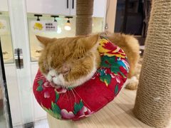 -喵园·猫主题咖啡厅·撸猫·猫咖(国贸店)