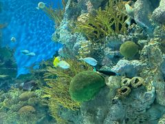 -上海海洋水族馆