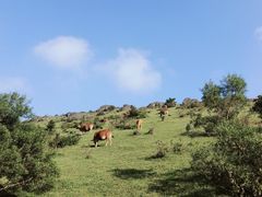 -大姆山草场