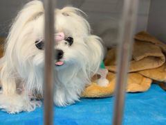 -北京派仕佳德动物医院·超导核磁·CT·神经科·骨科·内外科·急重症管理中心