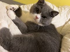 -瑞派康怡24h宠物医院·犬猫医疗中心·微创绝育(瑞景分院)