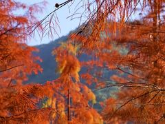 -小芝红树林