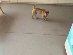 -凯瑞希宠物医院·狂犬免疫·微创·皮肤科