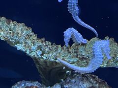 -上海海洋水族馆