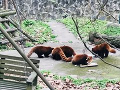-都江堰中华大熊猫苑