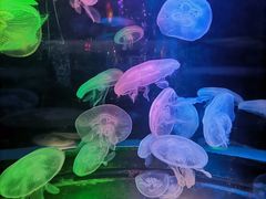 -太平洋海底世界