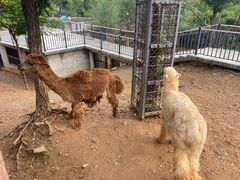 -石家庄市动物园