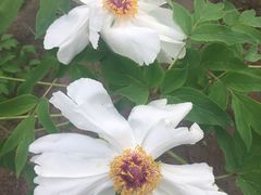 -北京麋鹿生态实验中心