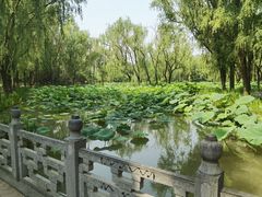 -洛阳市隋唐城遗址植物园