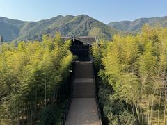 -大唐贡茶院