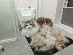 -爱洗澡的猫(天河路店)