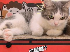 -COLOR PETS 撸猫馆·购猫·猫咖(长风大悦城店)