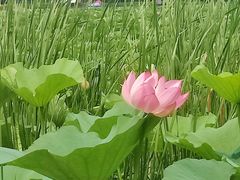 -长春净月潭风景名胜区