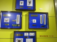 IMG_2822-上海昆虫博物馆