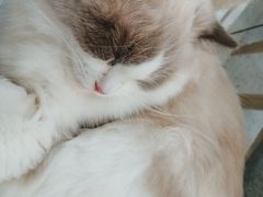 -喵园·猫主题咖啡厅·撸猫·猫咖(国贸店)