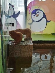 点击看大图 -七巧国萌宠乐园(龙湖天街店)