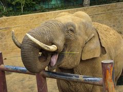 -西霞口神雕山野生动物世界