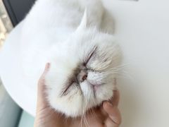 -怪兽屋·羊驼·猫咖·狗咖(俊华广场店)