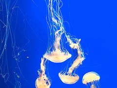 -上海海洋水族馆