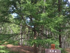 -莫尔道嘎国家森林公园