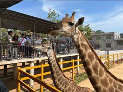 -西霞口神雕山野生动物世界