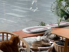 -猫友咖啡店(玉林西路店)