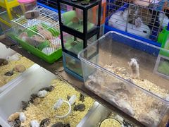 -万商花鸟市场