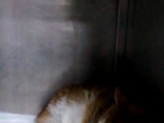 -北京观赏动物医院·24小时大型综合·猫专科·异宠专科