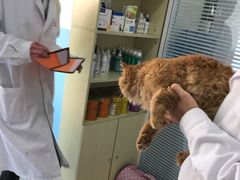 -瑞派福兴宠物医院犬猫全科·骨科·中西医结合(河东店)