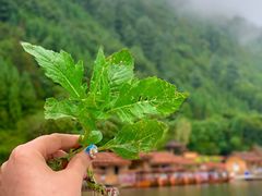 景点-腾冲北海湿地