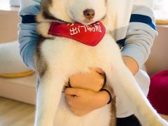 -Husky Go! 哈士奇体验馆·宠物咖啡厅狗咖
