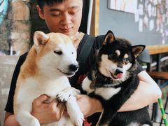 -柴犬高等学院·狗咖·柴犬售卖·宠物训练