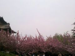 景点-西安青龙寺遗址景区