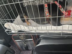 -申普宠物医院·心脏介入·心血管微创(总院)
