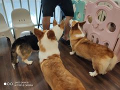 -柯斗斗主题餐厅·狗咖·围炉煮茶·茶饮(国瑞升平里店)