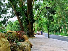 -深圳仙湖植物园-停车场