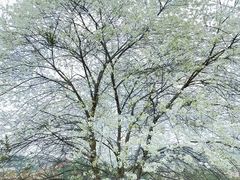 -名花谷生态庄园