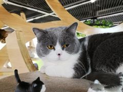 -猫和宫(六道口店)