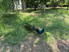 -北京麋鹿生态实验中心