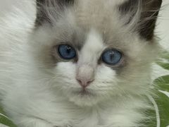 -青奢宠物·青奢猫舍